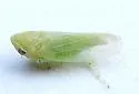 Macropsis viridis - photo 2