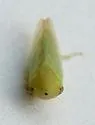 Macropsis viridis - photo 3