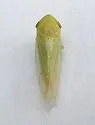 Macropsis viridis - photo 4