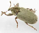 Macrorhoptus estriatus
