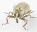Macrorhoptus estriatus - photo 2