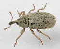 Macrorhoptus estriatus - photo 3
