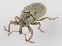 Macrorhoptus estriatus - photo 4