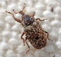Macrorhoptus hispidus - photo 5