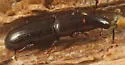 Macrorhyncolus littoralis