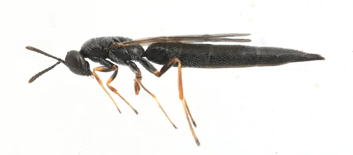 Macrorileya oecanthi - photo 2