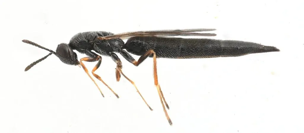 Macrorileya oecanthi - photo 3