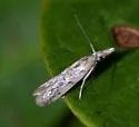 Macrorrhinia dryadella - Hodges#5914