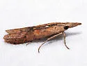 Alligatorweed Stemborer - Hodges#5913