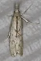 Alligatorweed Stemborer - Hodges#5913 - photo 2