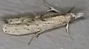 Alligatorweed Stemborer - Hodges#5913 - photo 3