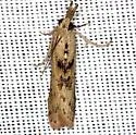 Alligatorweed Stemborer - Hodges#5913 - photo 4