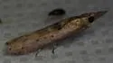 Alligatorweed Stemborer - Hodges#5913 - photo 5