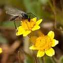 Macrorrhyncha coxalis