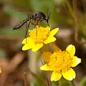 Macrorrhyncha coxalis - photo 2