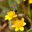 Macrorrhyncha coxalis - photo 3