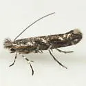 Macrosaccus coursetiae - Hodges#0773.1 - Macrosaccus coursetiae