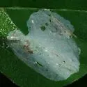 Macrosaccus morrisella - Hodges#0773