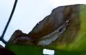 Macrosaccus morrisella - Hodges#0773 - photo 2