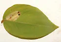 Macrosaccus morrisella - Hodges#0773 - photo 4