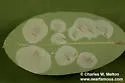 Macrosaccus neomexicanus - Hodges#0790.1