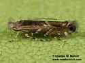 Macrosaccus neomexicanus - Hodges#0790.1 - photo 3