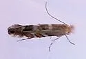 Macrosaccus neomexicanus - Hodges#0790.1 - photo 4
