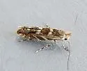 Macrosaccus neomexicanus - Hodges#0790.1 - photo 5