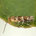 Macrosaccus uhlerella - Hodges#0801