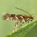 Macrosaccus uhlerella - Hodges#0801 - photo 2