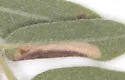 Macrosaccus uhlerella - Hodges#0801 - photo 3