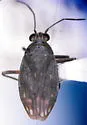 Macrosaldula monae