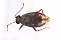 Macrosaldula monae - photo 2