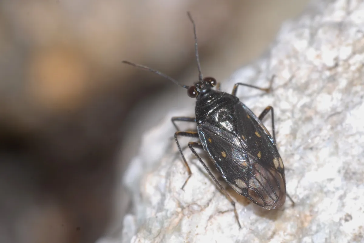 Macrosaldula scotica - photo 3
