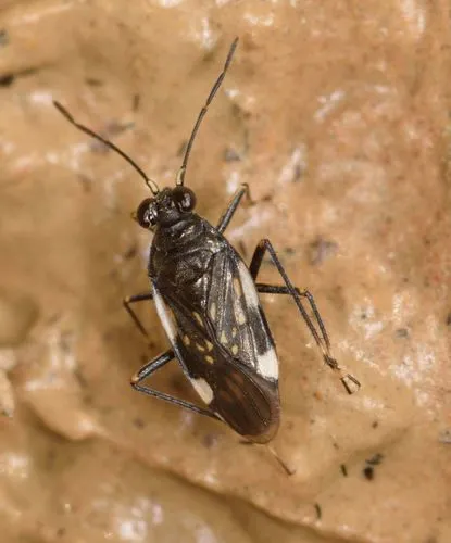 Macrosaldula variabilis