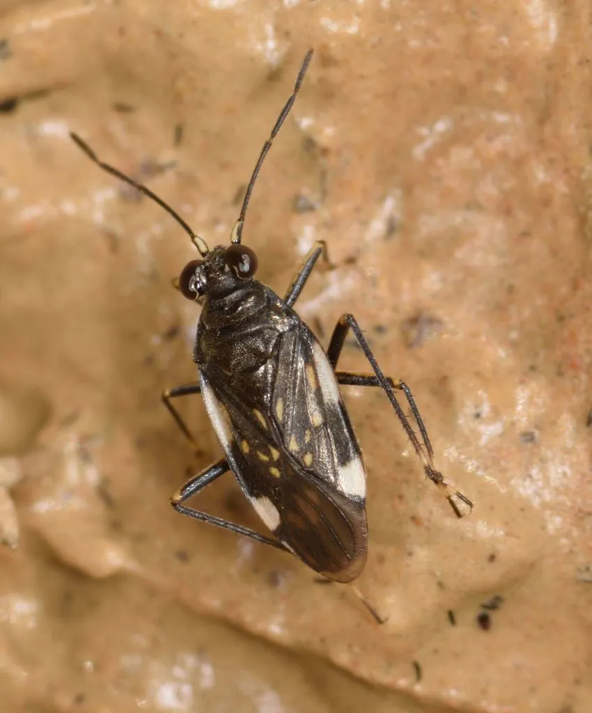 Macrosaldula variabilis - photo 2