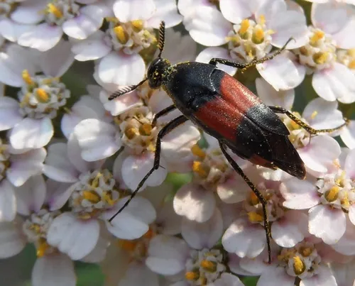 Macrosiagon cruenta