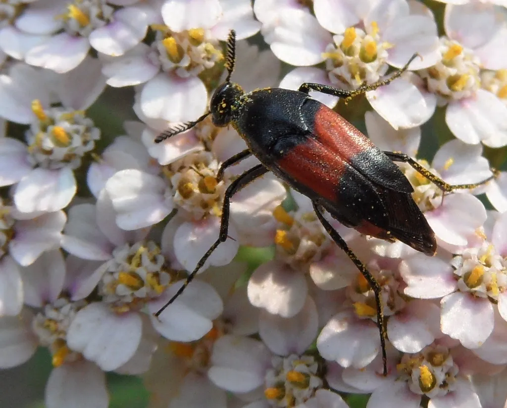 Macrosiagon cruenta - photo 2