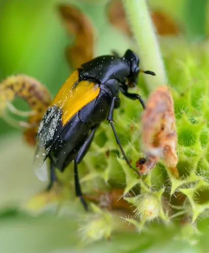 Macrosiagon dimidiata