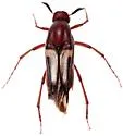 Macrosiagon excavata