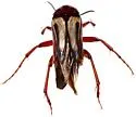 Macrosiagon excavata - photo 4