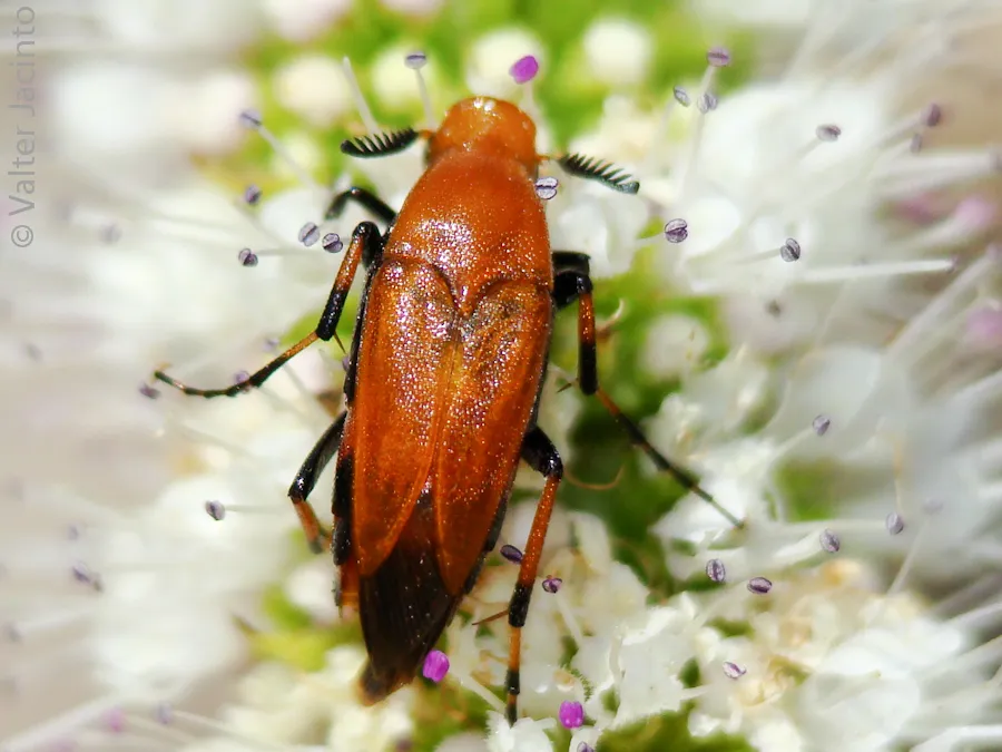 Macrosiagon ferruginea - photo 3