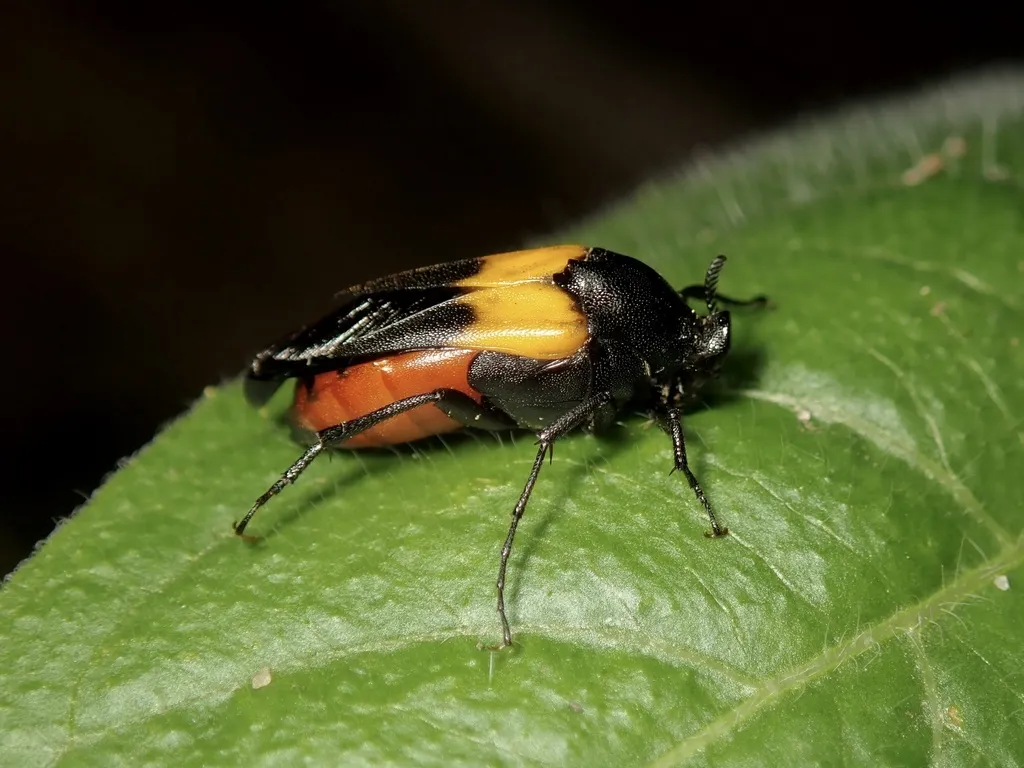 Macrosiagon flavipennis - photo 2