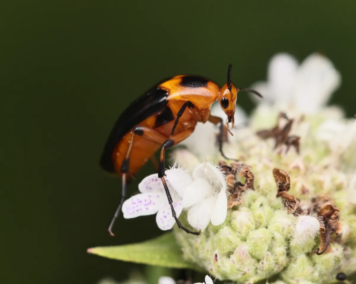 Macrosiagon limbata - photo 3