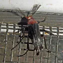Macrosiagon linearis - Macrosiagon linearis