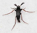 Macrosiagon linearis - photo 2