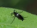 Macrosiagon linearis - photo 4