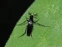 Macrosiagon linearis - photo 5