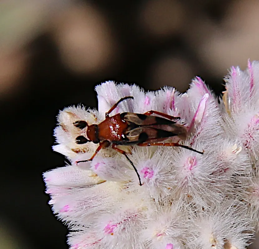 Macrosiagon novaehollandiae - photo 2