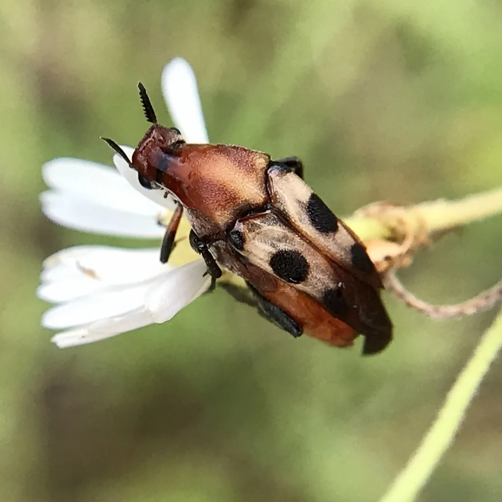 Macrosiagon octomaculata - photo 2